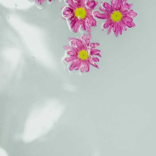 Close-up Blumen in Wasser