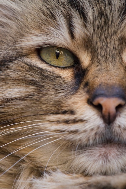 Close-up der getigerte Katze