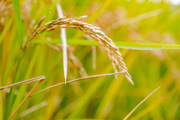 Close-up der Spitze mit unscharfen Hintergrund