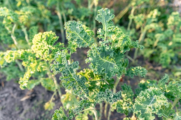 Kostenloses Foto close-up einer grünen, lockigen grünkohlpflanze in einem gemüsegarten