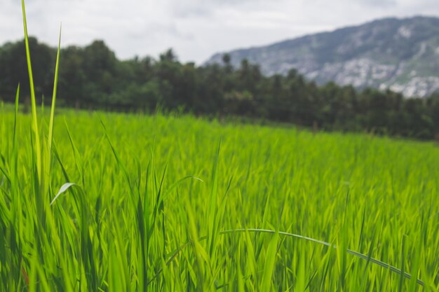 Close up Gras in einem grünen Feld mit Bergen im Hintergrund