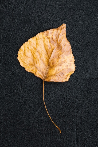 Kostenloses Foto close-up herbst blatt