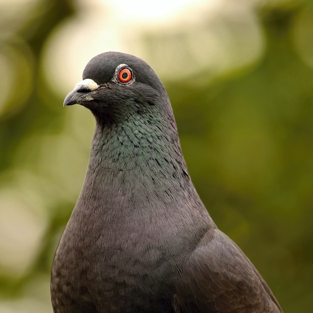 &quot;Close-up Taube Blick in die Kamera&quot;