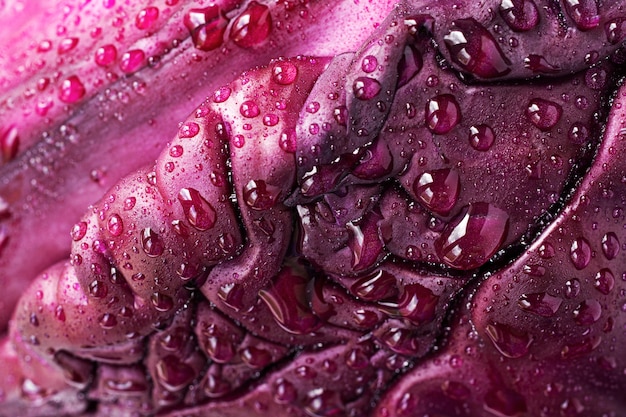 Close-up-Textur von Rotkohl