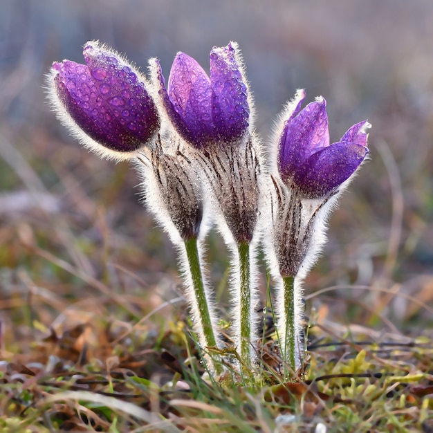 Kostenloses Foto close-up von blumen mit wassertropfen