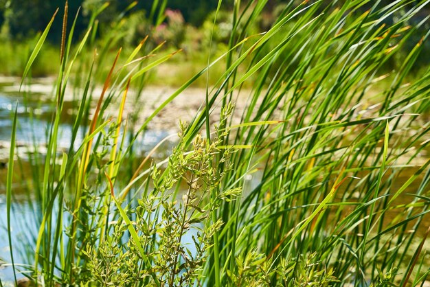 Close-up von frischen Vegetation