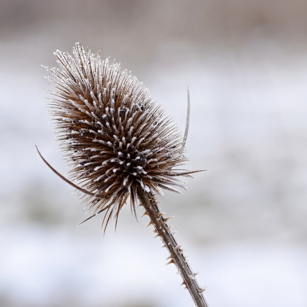 &quot;Close-up von Frost Pflanze&quot;