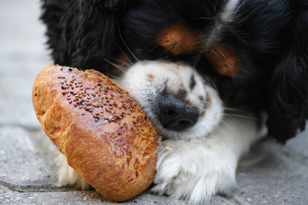 Close-up von hungrigen Hund essen Brot