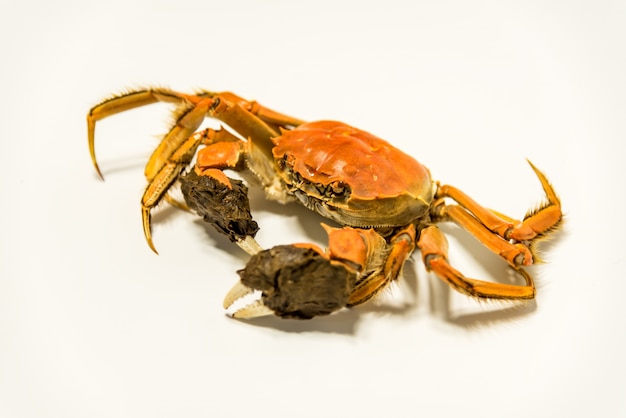Kostenloses Foto close-up von krabben