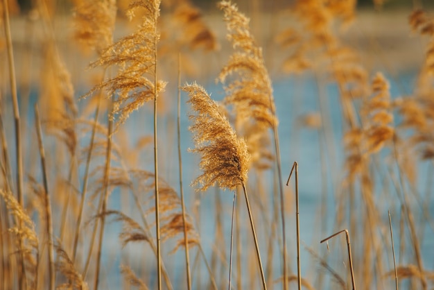 Close-up von Pflanzen im Freien