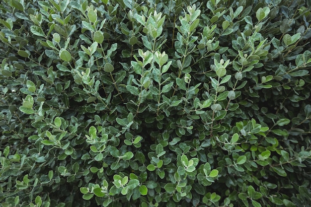 Close-up von Pflanzen