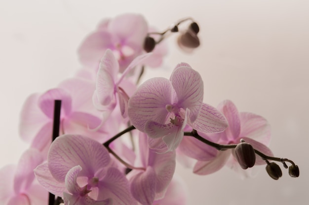 Kostenloses Foto close-up von rosa orchideen auf licht abstrakten hintergrund. rosa orchidee im topf auf weißem hintergrund. bild von liebe und schönheit. natürlicher hintergrund und design-element.