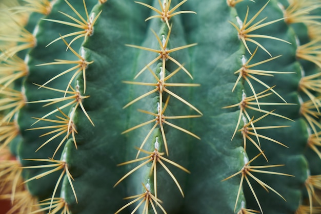 Close-up von stacheligen Kaktus
