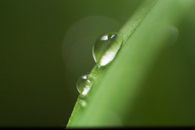 Close-up von Wassertropfen auf einem Blatt