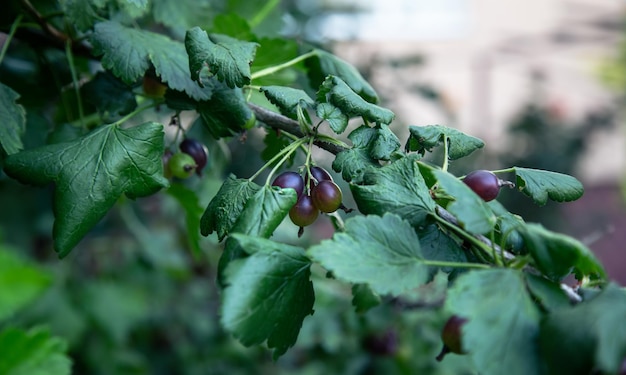 Closeup Agrusbeeren auf einem Buschzweig