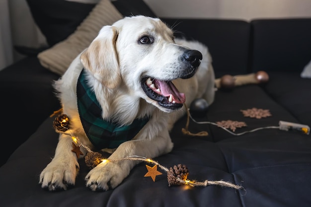 Closeup Labrador auf einer Couch mit Weihnachtsdekor