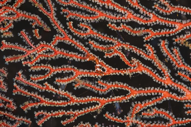 Kostenloses Foto closeup red fan coral mit schwarzem hintergrund