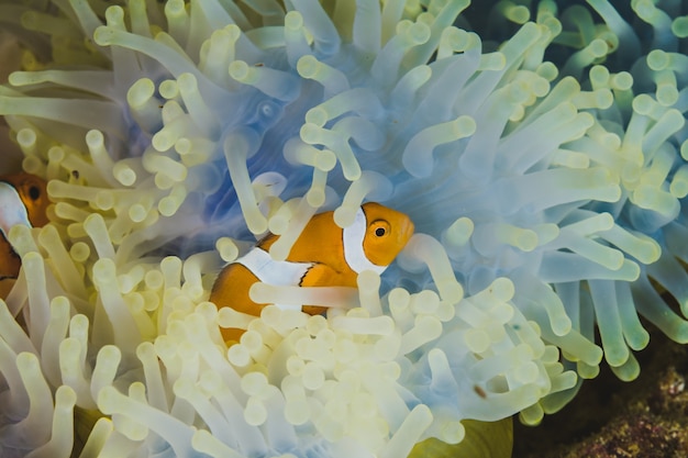 Clownfisch, der aus einer gelben Anemone herauskommt.