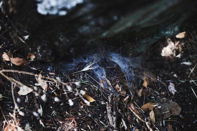 Cobweb auf Boden unter trockenen Blättern