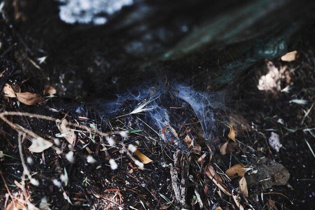 Cobweb auf Boden unter trockenen Blättern