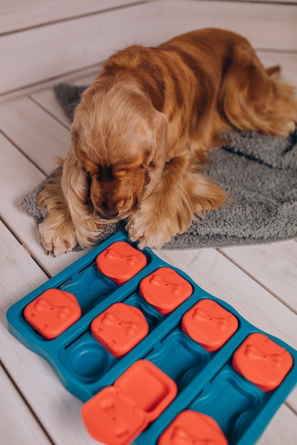 Cocker Spaniel spielt zu Hause Spiele