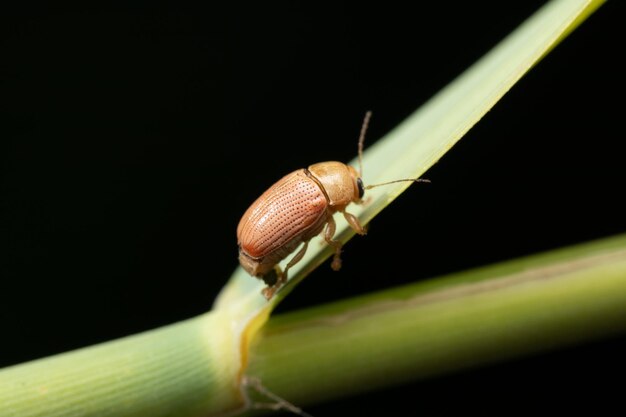 Colaspis brunnea Traube Colaspis thront auf Grashalm