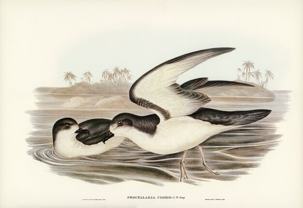 Cooks Petrel (Procellaria Cookii) illustriert von Elizabeth Gould