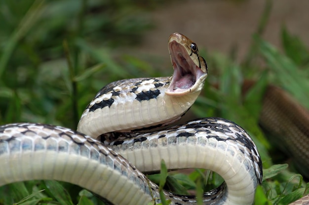 Copperheaded Trinket Snake zum Angriff bereit