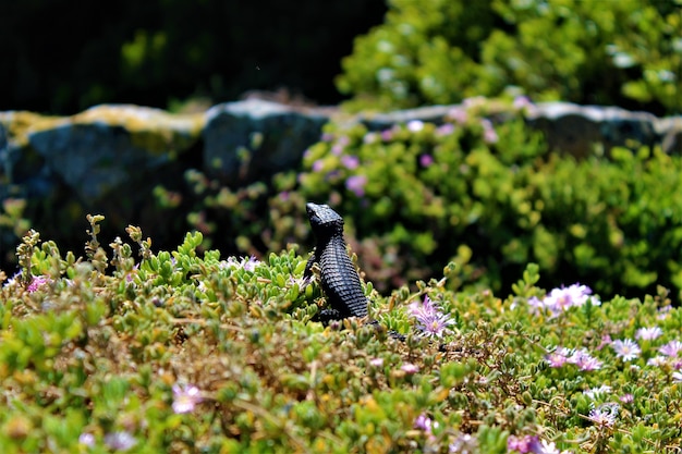 Cordylus niger auf einem Feld, das tagsüber unter dem Sonnenlicht mit Blumen und Gras bedeckt ist