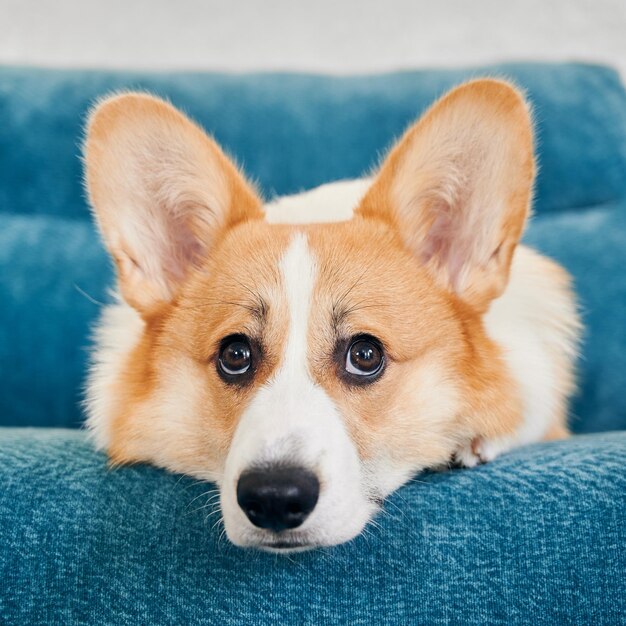 Corgi-Hund liegt auf blauem Sofa