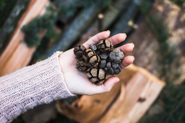 Crop Hand mit Koniferen Zapfen