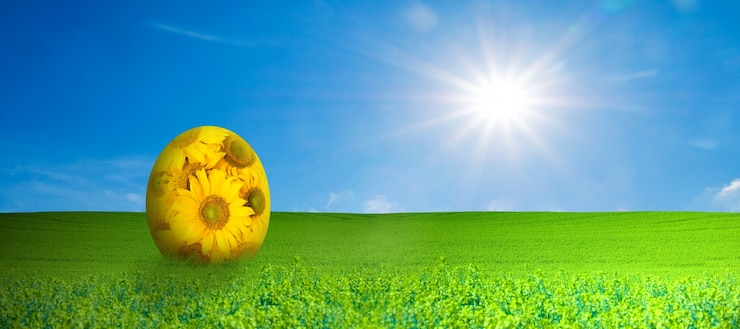 Kostenlose Foto daisy ei in einem feld