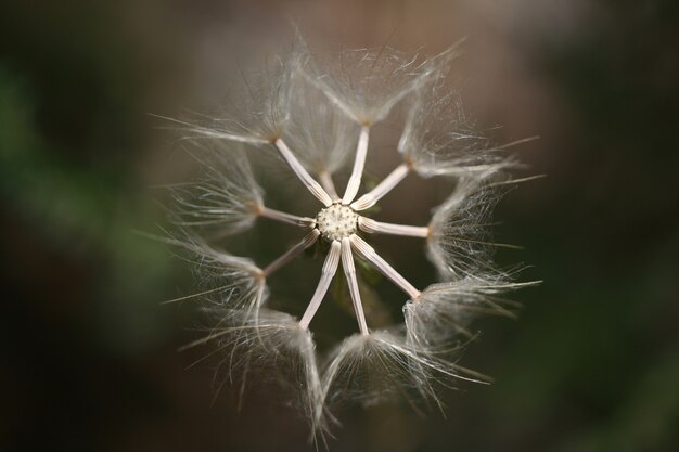 Dandelion Draufsicht