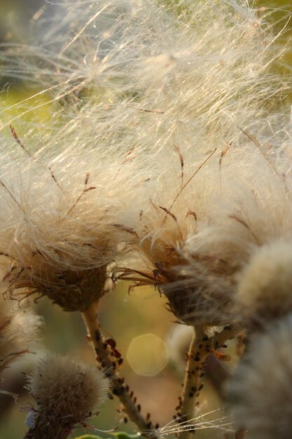 Dandelion Vorderansicht