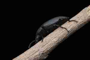 Kostenloses Foto darkling beetle oder superwurm zophobas morio auf stiel mit schwarzem backgroun closeup darkling beetle