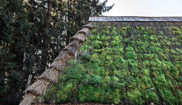 Das alte Dach des Hauses im Wald mit Moos bedeckt