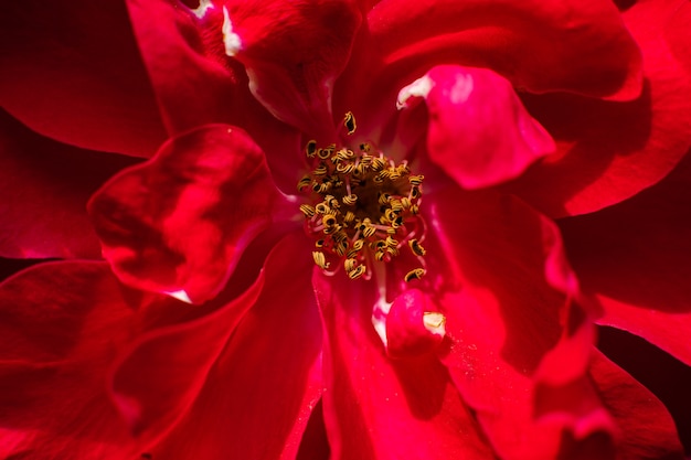 Das Bild einer großen roten Rose blühte, das Foto von innen. Tapete, Hintergrund für Postkarte.