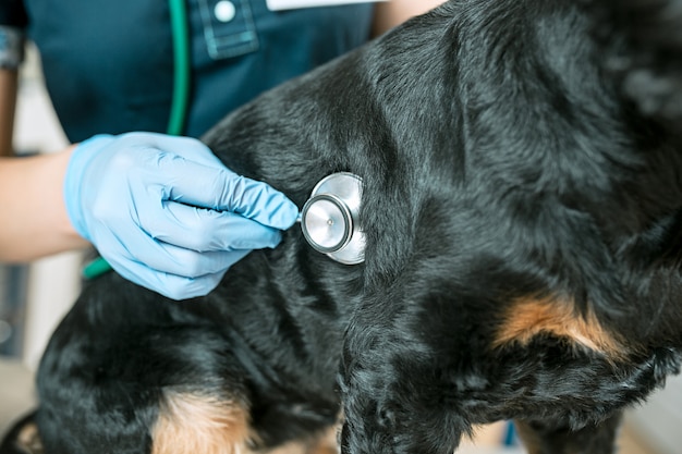 Kostenloses Foto das konzept von medizin, tierpflege und menschen - hunde- und tierarzt in der tierklinik