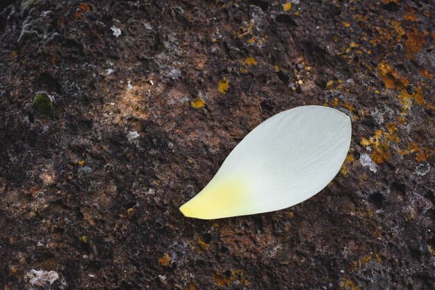 Das Lotusblütenblatt auf den Felsen