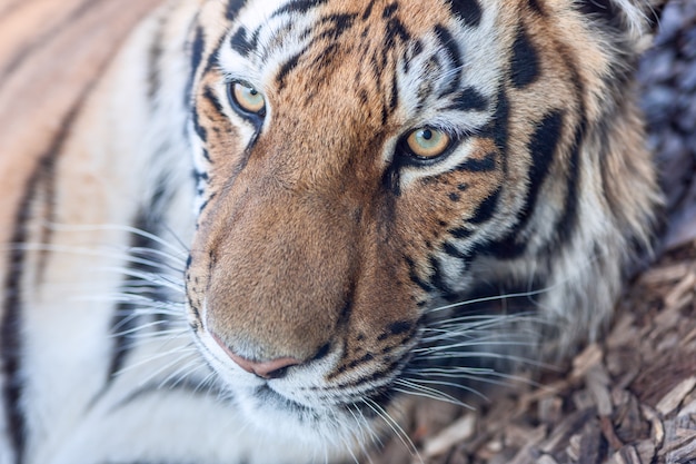 Das Nahaufnahmeporträt eines Tigerkopfes