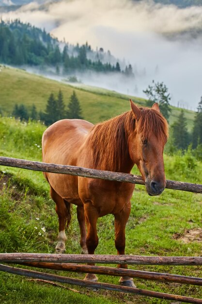 Das Pferd grasen auf der Wiese in den Karpaten Neblige Landschaft Morgennebel hoch in den Bergen