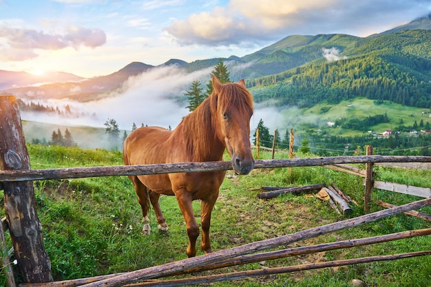 Das Pferd grasen auf der Wiese in den Karpaten Neblige Landschaft Morgennebel hoch in den Bergen