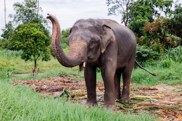 Das Porträt des schönen thailändischen asiatischen Elefanten steht auf der grünen Wiese Elefant mit geschnittenen Stoßzähnen
