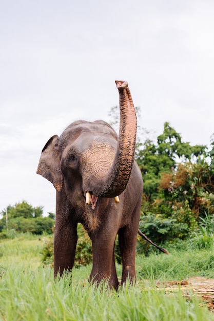 Das Porträt des schönen thailändischen asiatischen Elefanten steht auf der grünen Wiese Elefant mit geschnittenen Stoßzähnen