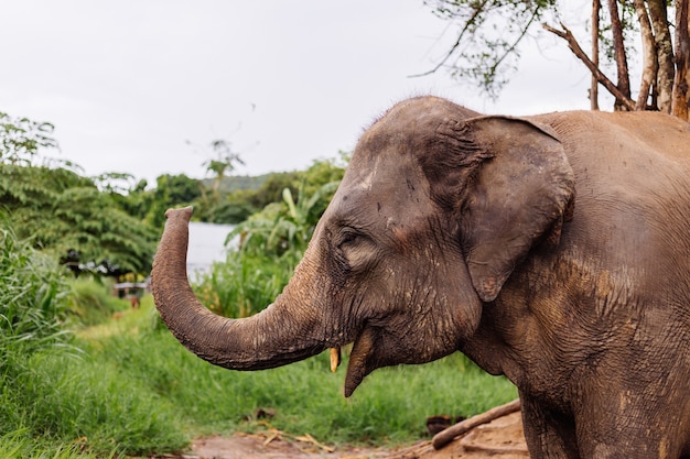 Das Porträt des schönen thailändischen asiatischen Elefanten steht auf der grünen Wiese Elefant mit geschnittenen Stoßzähnen