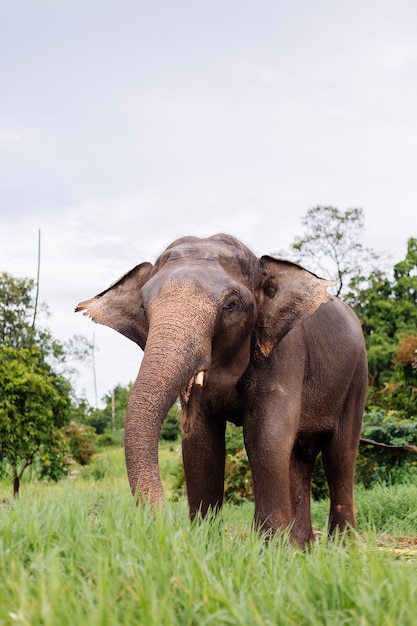 Das Porträt des schönen thailändischen asiatischen Elefanten steht auf der grünen Wiese Elefant mit geschnittenen Stoßzähnen