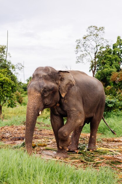 Das Porträt des schönen thailändischen asiatischen Elefanten steht auf der grünen Wiese Elefant mit geschnittenen Stoßzähnen