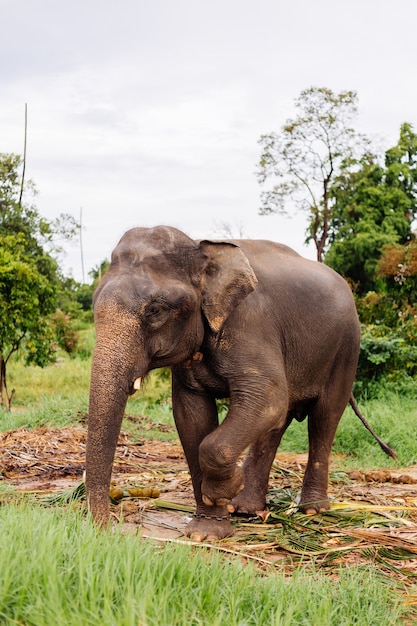 Das Porträt des schönen thailändischen asiatischen Elefanten steht auf der grünen Wiese Elefant mit geschnittenen Stoßzähnen