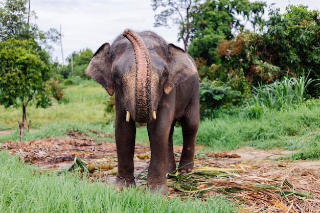 Das Porträt des schönen thailändischen asiatischen Elefanten steht auf der grünen Wiese Elefant mit geschnittenen Stoßzähnen