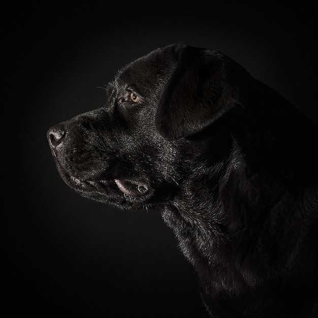 Das Porträt eines schwarzen Labrador-Hundes vor einem dunklen Hintergrund.